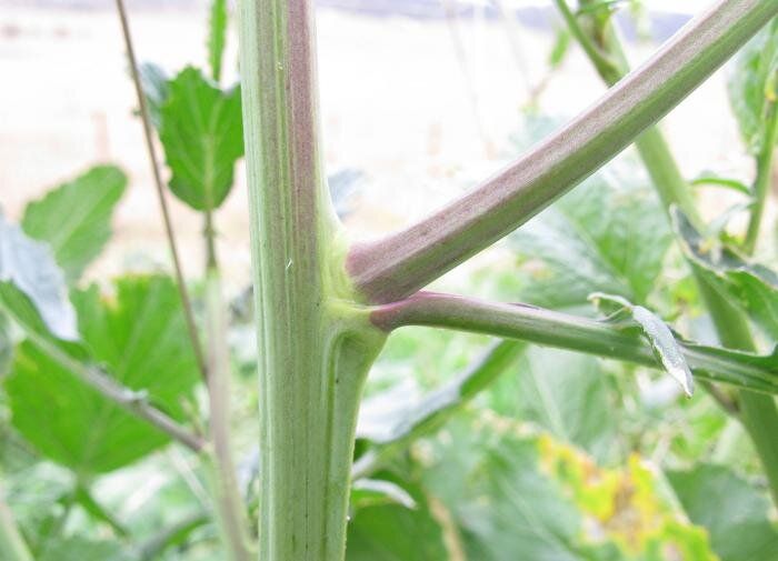 ��� ������������ ���������� �������: �������� ������ ��� ���������