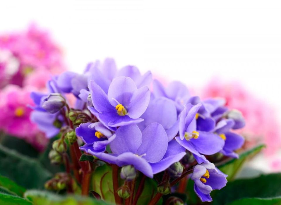 ��� ����������� ������ ������ �������������: ������� ������� �����