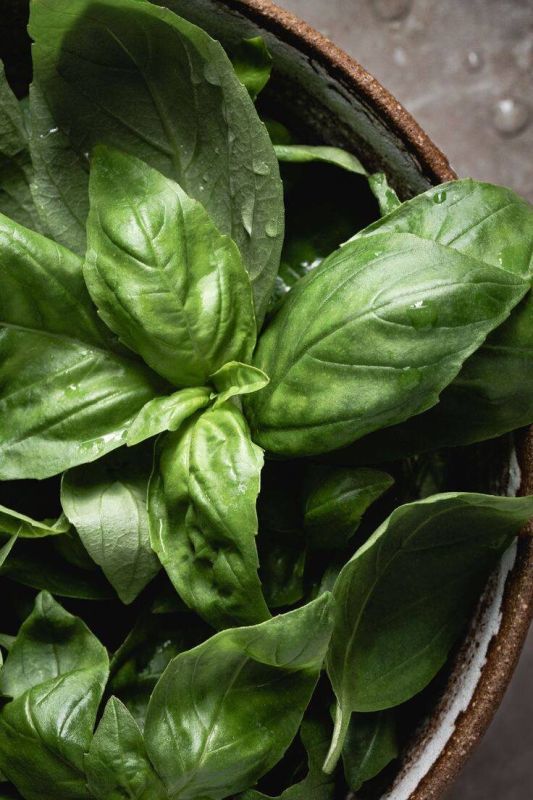Как базилик перешёл от ритуалов к кулинарной легенде и стал частью повседневной кухни