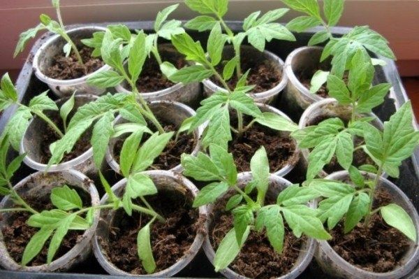 Как и когда подкармливать рассаду помидоров дома: практичный гид и народные средства