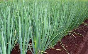 ����������: ��� ����� � ������� � ������� ����������� � ������������ ������