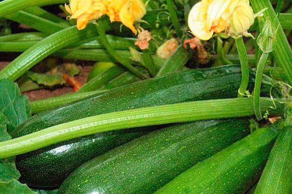 Спокойное руководство: как вырастить кабачок Деликатес собственными силами