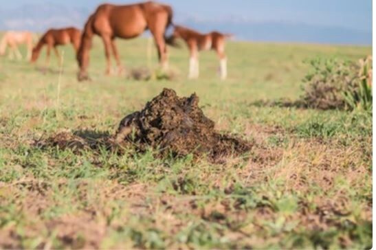 Как распознать конский перегной и сохранить его до весны без ошибок