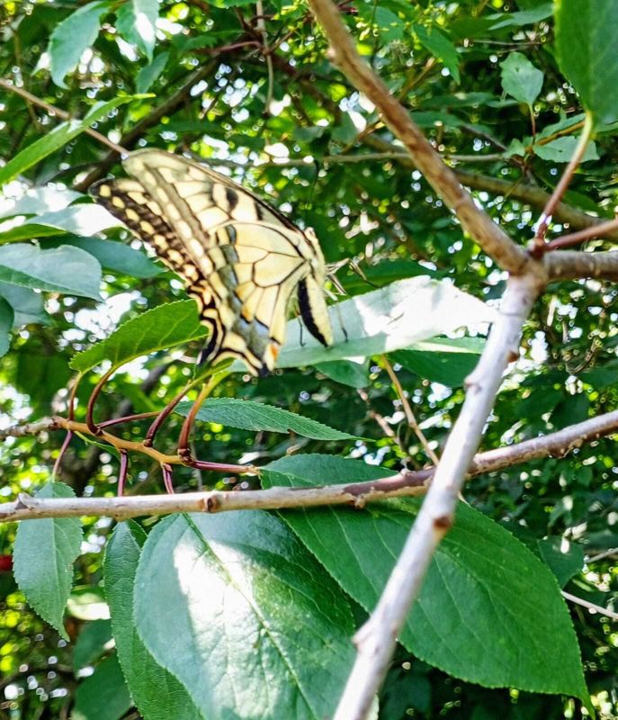   Papilio machaon   