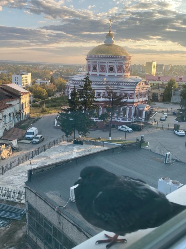 Голубь наблюдает, как тёплые дни уходят, уступая место осени