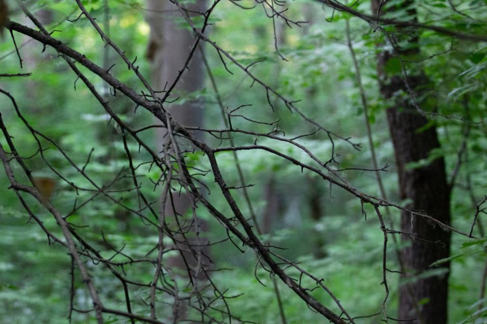 Рослесхоз в 2026 году оценит ущерб лесам Курской области от боевых действий