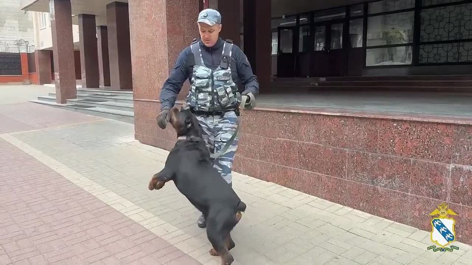 В Курске служебный ротвейлер Ральф помогает полиции