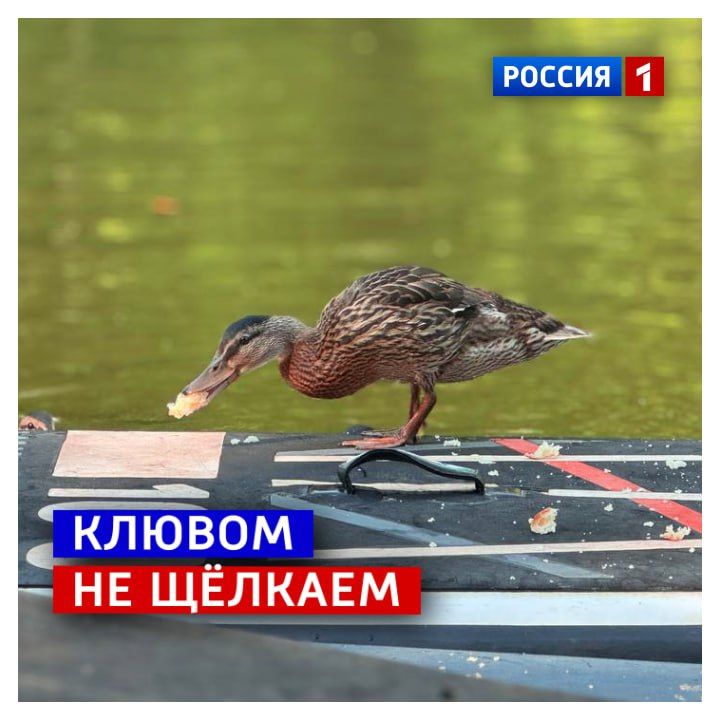 3 октября, пятница.  «Держаться на плаву», «плыть по течению» и «не клевать носом»