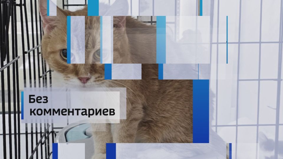 Мурчание — золото. Порой молчание — золото