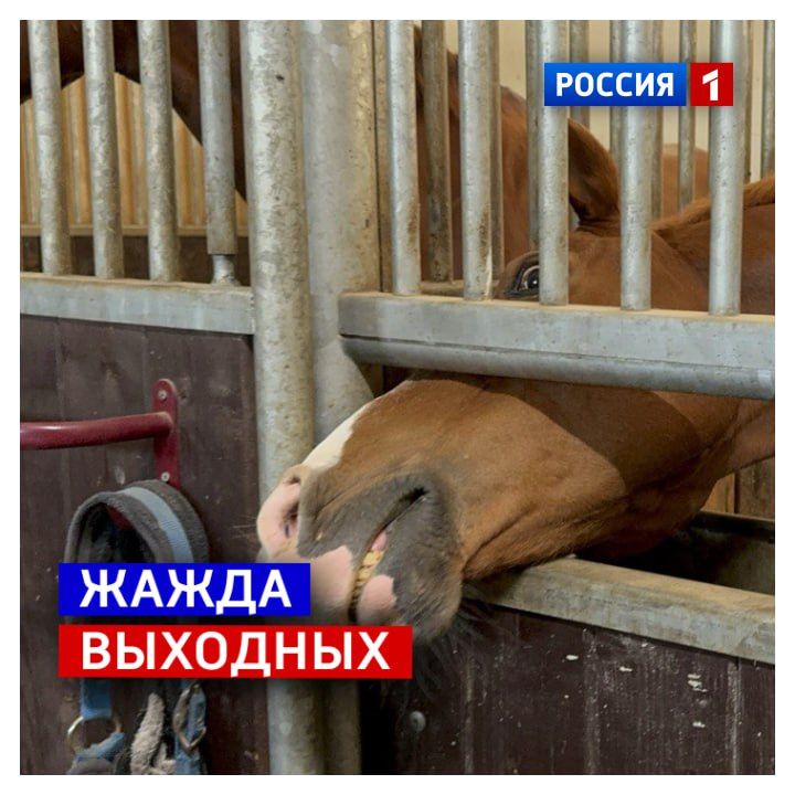 4 октября, суббота.  Доброго утра всем, кто ждал выходной! Последнее слово понимайте буквально – выходим на свежий воздух! По прогнозу, сегодня тепло и без дождей