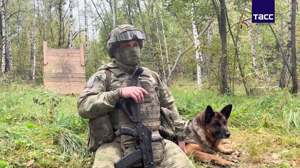 Собаки обнаружили склад боеприпасов ВСУ в Курской области