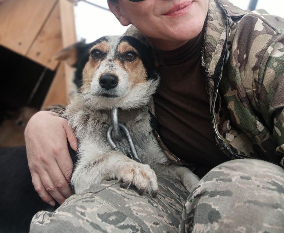 Щенки выжившей собаки из курского приграничья ищут дом