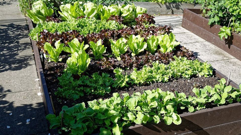 Как выбрать идеальных соседей для растений: секреты успешного соседства в саду