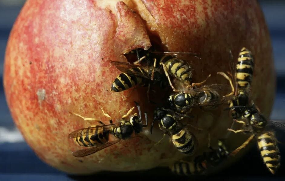 Эко-методы борьбы с осами: как защитить урожай без химии