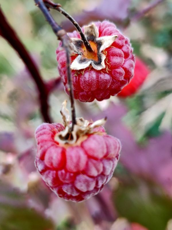 Ежевика, земляника и малина