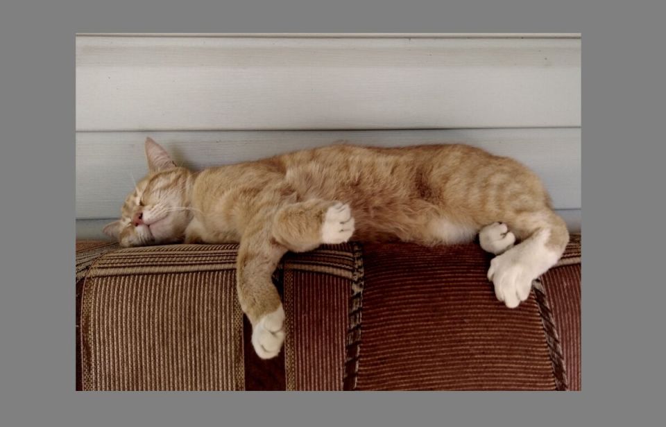 Необычный метод борьбы с мышами на даче: как кот стал защитником дома