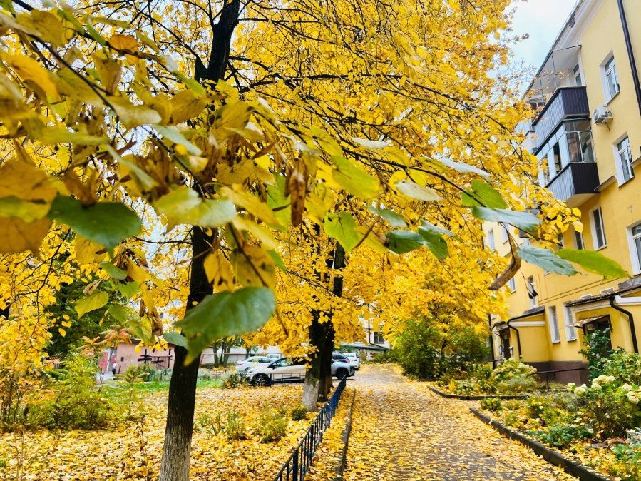 В Курской области 19 октября не исключают дожди и до +12 градусов