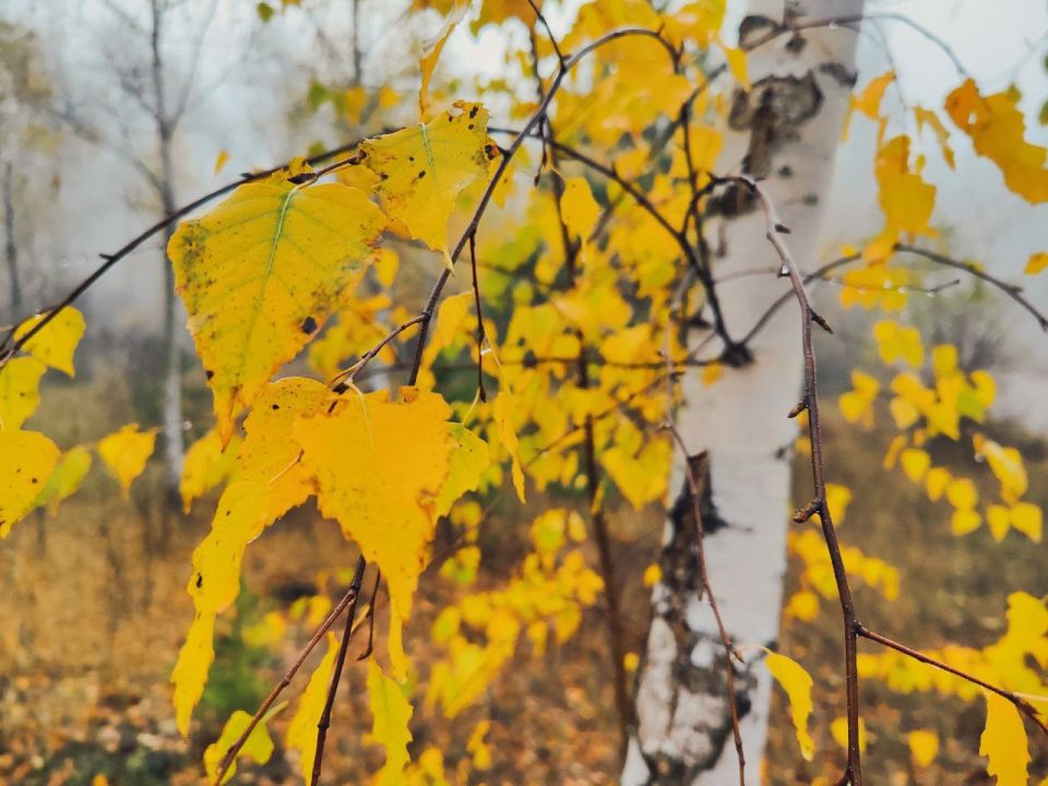 Доброе утро!. Осень продолжает радовать яркими красками