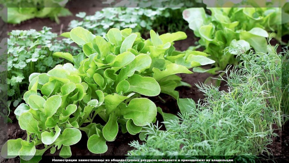 Июль: какие культуры удачно сеять на опустевших грядках