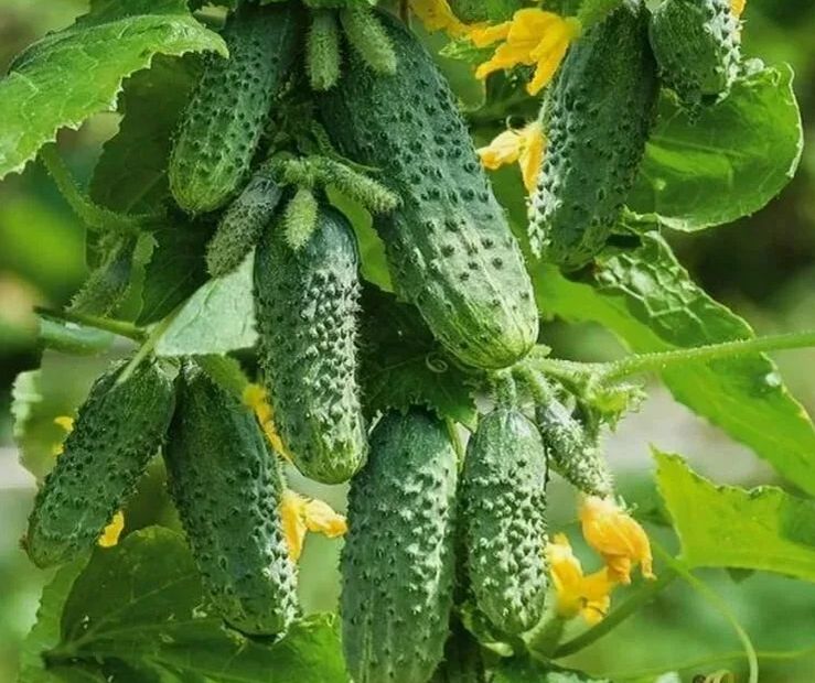 Как достичь рекордного урожая огурцов: секреты полива в жару