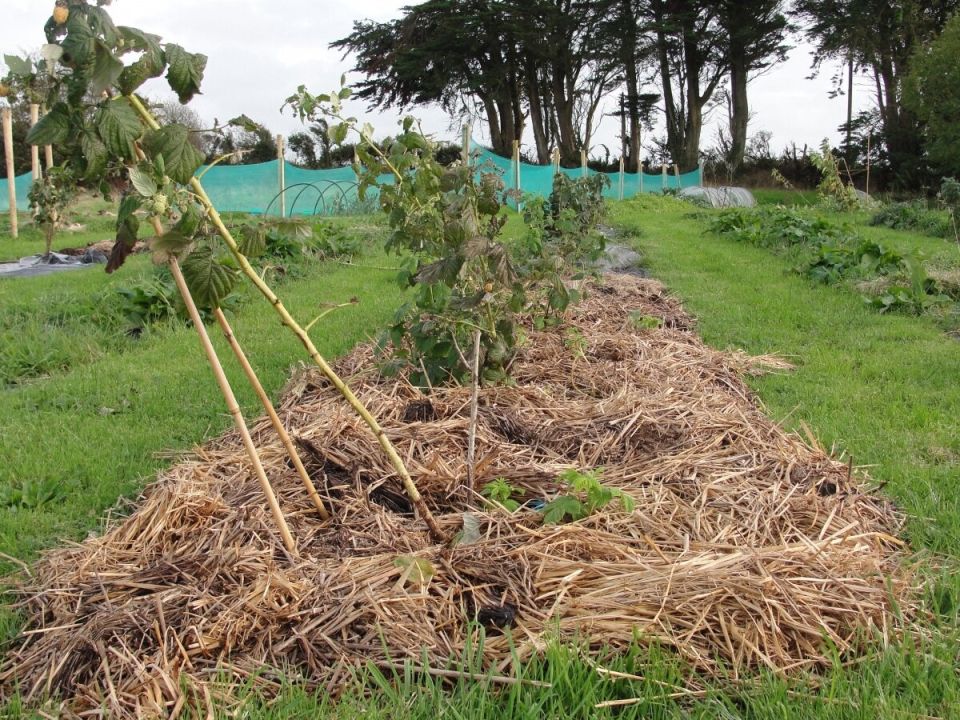 Семь эффективных способов борьбы с порослью плодовых деревьев