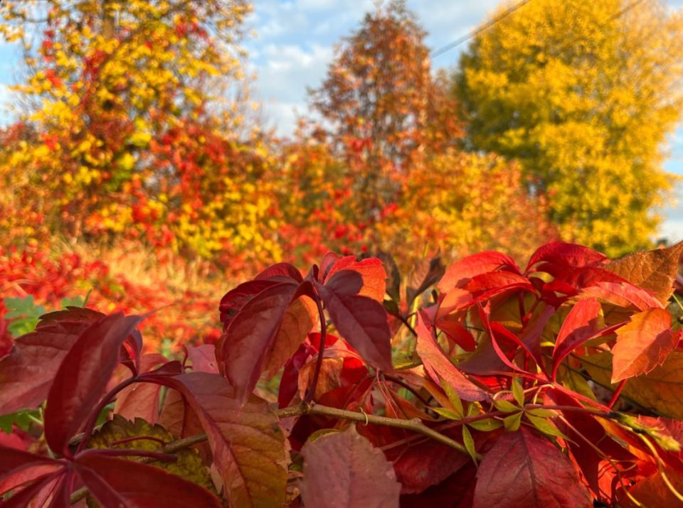 Доброе утро, друзья!. Сегодня по прогнозу дождь и +10, но это не повод не праздновать золотую осень! Как писал наш земляк Евгений Носов: "Иду как в картинную галерею еще раз взглянуть на знакомые полотна, что ежегодно...