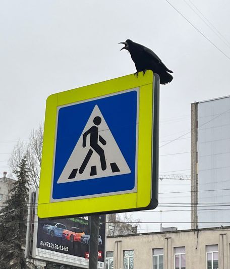 В Курске 19 октября грузовой автомобиль сбил женщину на пешеходном переходе