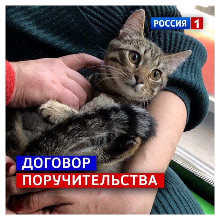 20 октября, понедельник.   Вопросы дня: «С кем бы заключить такой договор, чтобы взяли на ручки и не выпускали из дома?» Ладно, будем взрослыми котиками – просыпаемся, идём на работу