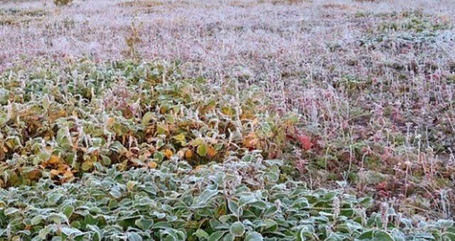 В Курской области ожидаются заморозки