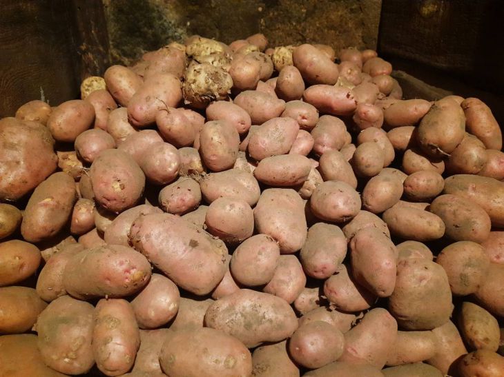 Этот метод хранения овощей удивит вас: продукты не испортятся месяцами