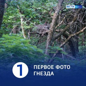 Сага о черных аистах. В Курской области впервые удалось обнаружить и сфотографировать жилое гнездо черного аиста