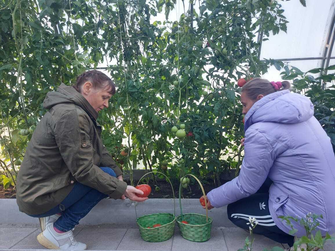Середина осени, октябрь, приносит с собой укорачивающиеся дни и пронизывающий холод, небо затянуто плотными облаками, а в теплице Щигровского дома социального облуживания ещё теплится крошечная искорка лета Середина осени, октябрь, приносит с собой укорачивающиеся дни и пронизывающий холод, небо затянуто плотными облаками, а в теплице Щигровского дома социального облуживания ещё теплится крошечная искорка лета