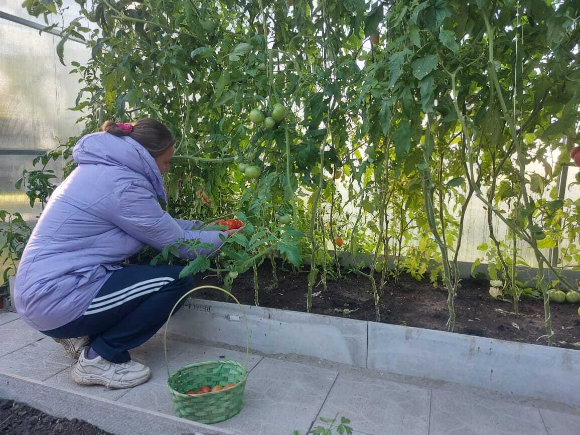 Середина осени, октябрь, приносит с собой укорачивающиеся дни и пронизывающий холод, небо затянуто плотными облаками, а в теплице Щигровского дома социального облуживания ещё теплится крошечная искорка лета Середина осени, октябрь, приносит с собой укорачивающиеся дни и пронизывающий холод, небо затянуто плотными облаками, а в теплице Щигровского дома социального облуживания ещё теплится крошечная искорка лета