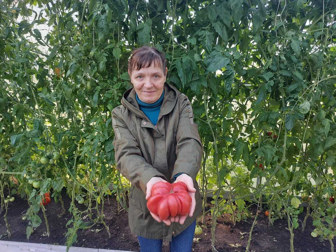 Середина осени, октябрь, приносит с собой укорачивающиеся дни и пронизывающий холод, небо затянуто плотными облаками, а в теплице Щигровского дома социального облуживания ещё теплится крошечная искорка лета Середина осени, октябрь, приносит с собой укорачивающиеся дни и пронизывающий холод, небо затянуто плотными облаками, а в теплице Щигровского дома социального облуживания ещё теплится крошечная искорка лета
