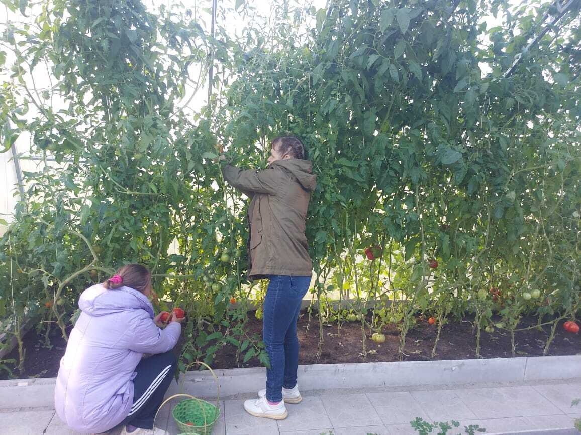 Середина осени, октябрь, приносит с собой укорачивающиеся дни и пронизывающий холод, небо затянуто плотными облаками, а в теплице Щигровского дома социального облуживания ещё теплится крошечная искорка лета Середина осени, октябрь, приносит с собой укорачивающиеся дни и пронизывающий холод, небо затянуто плотными облаками, а в теплице Щигровского дома социального облуживания ещё теплится крошечная искорка лета