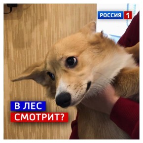 24 октября, пятница.   Если вы смотрите на календарь, как волк на ели, — для вас хорошие новости
