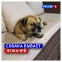 25 октября, суббота.   Проснулись рано в выходной? Не стоит переживать, можно поспать днём! Ничего это не вредно