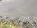 Жители Курской области жалуются на мор рыбы в Льговском районе