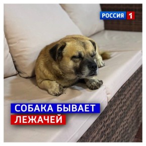 25 октября, суббота.   Проснулись рано в выходной? Не стоит переживать, можно поспать днём! Ничего это не вредно