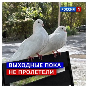 26 октября, воскресенье.   Часто выходные пролетают, как голубки
