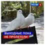 26 октября, воскресенье.   Часто выходные пролетают, как голубки