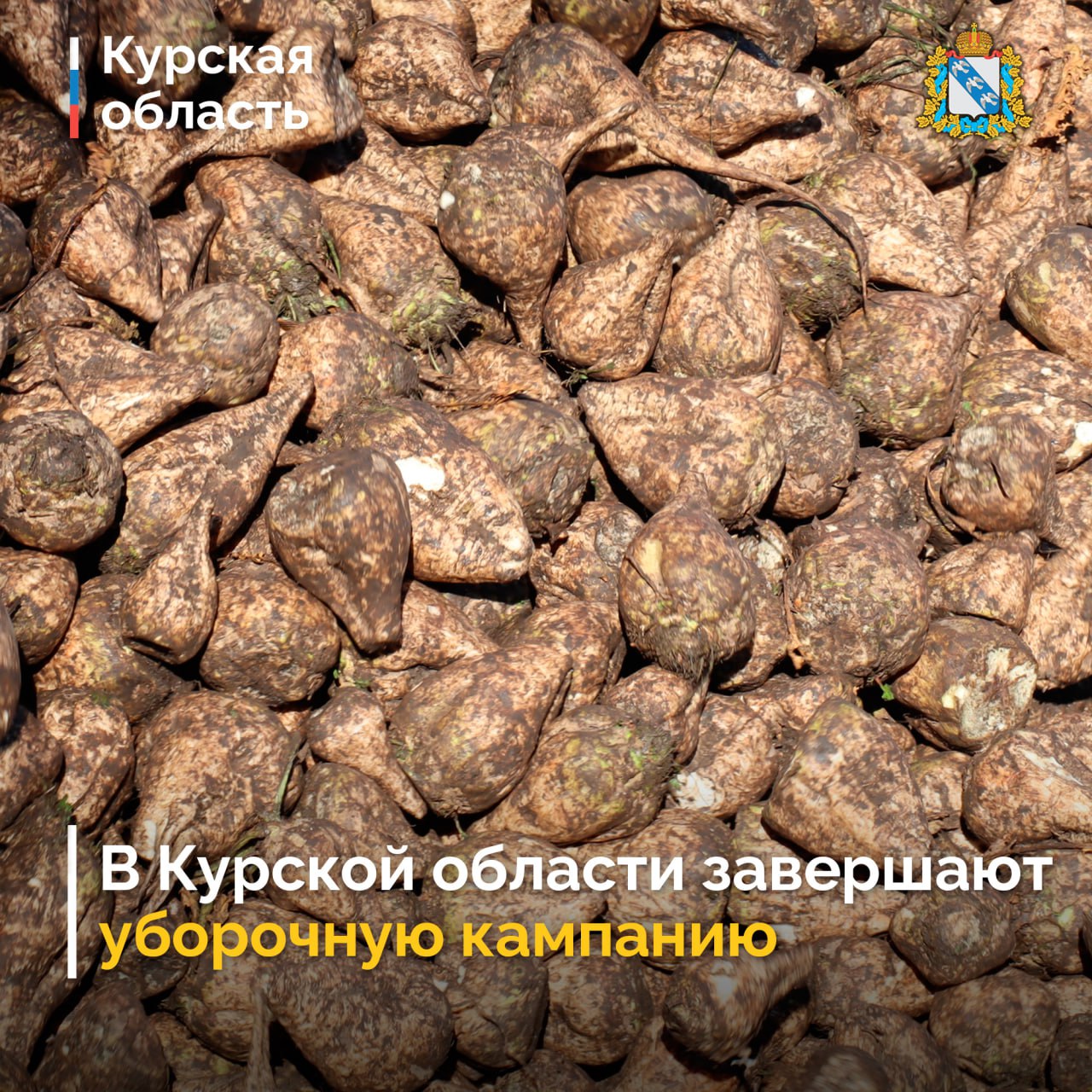 Курские аграрии продолжают работу по уборке поздних сельскохозяйственных культур