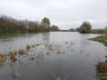 Куряне жалуются на мор рыб во Льговском районе