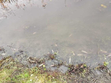 Пробы воды после массовой гибели рыбы в реке Сейм во Льгове до сих пор не отобраны