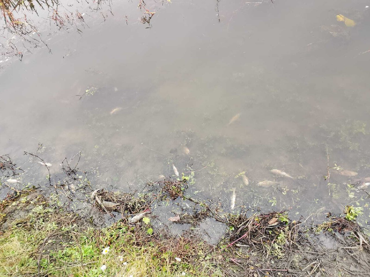 В Курской области выясняют причины мора рыбы на реке Сейм