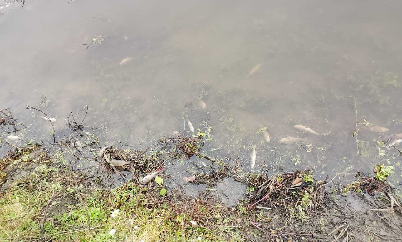 Причины массовой гибели рыбы в реке Сейм выясняют в регионе