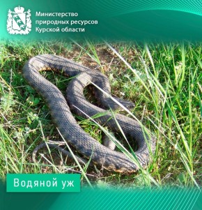 Ужеобразные Курской области