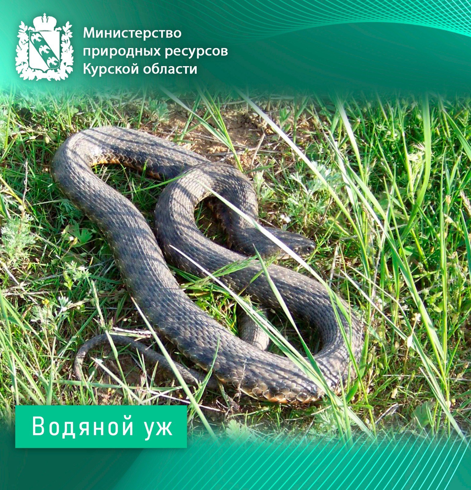 Ужеобразные Курской области