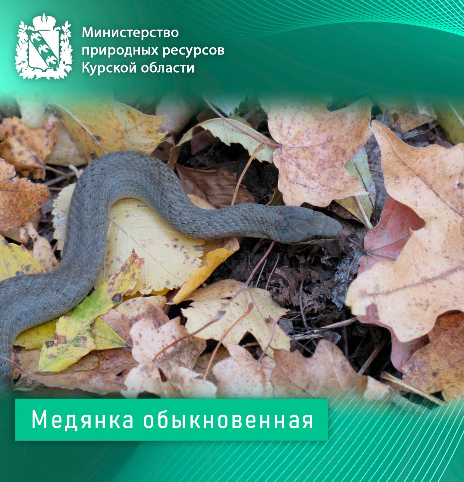 Ужеобразные Курской области Ужеобразные Курской области