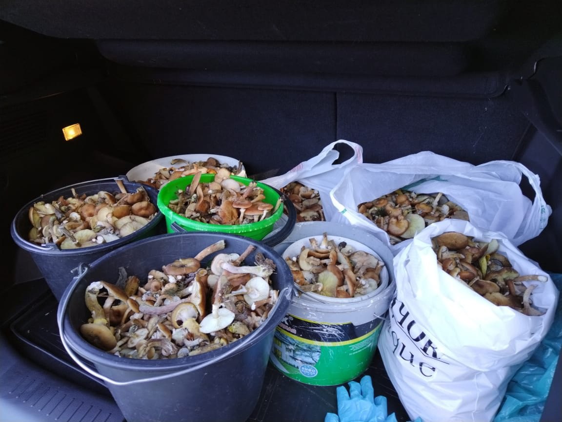 В Курской области за сезон грибами отравились 20 человек, среди них — четверо детей